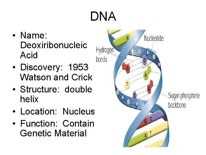 DNA • Name: Deoxiribonucleic Acid • Discovery: 1953 Watson and Crick • Structure: double