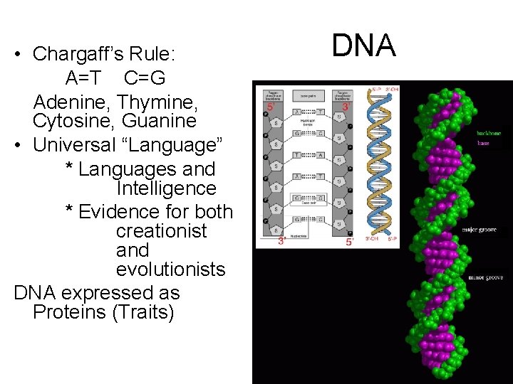  • Chargaff’s Rule: A=T C=G Adenine, Thymine, Cytosine, Guanine • Universal “Language” *