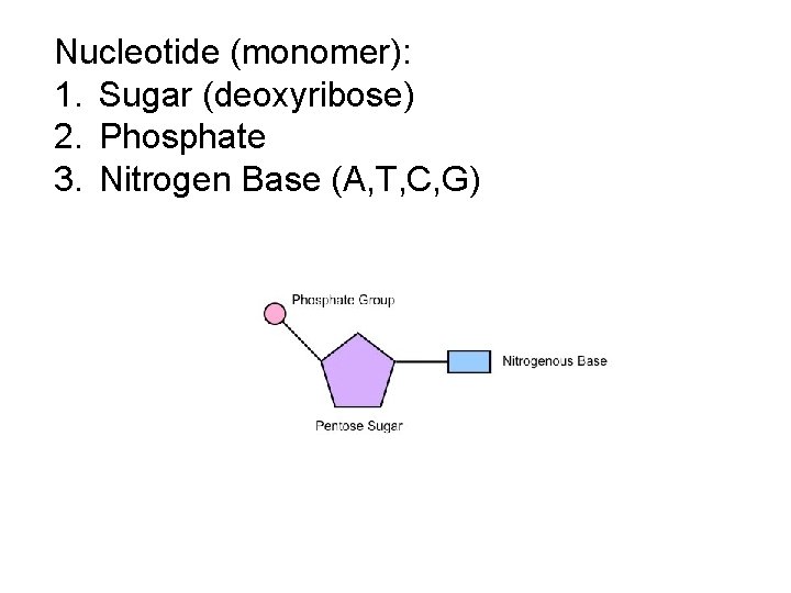 Nucleotide (monomer): 1. Sugar (deoxyribose) 2. Phosphate 3. Nitrogen Base (A, T, C, G)