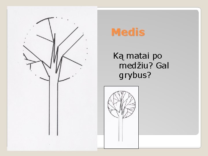 Medis Ką matai po medžiu? Gal grybus? 