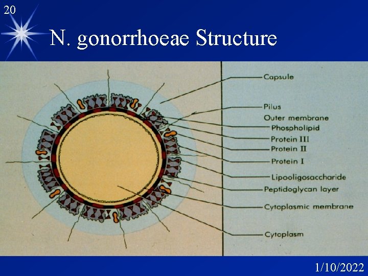 20 N. gonorrhoeae Structure 1/10/2022 20 N. gonorrhoeae Structure 1/10/2022