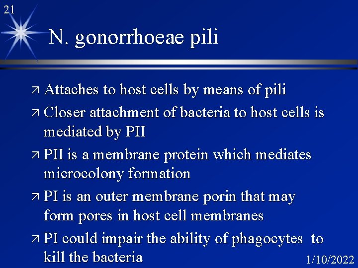 21 N. gonorrhoeae pili ä Attaches to host cells by means of pili ä 21 N. gonorrhoeae pili ä Attaches to host cells by means of pili ä