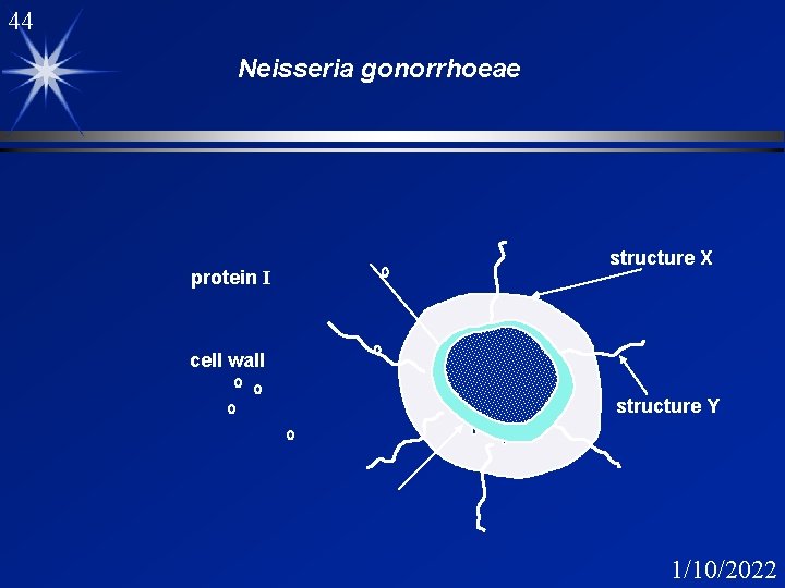 44 Neisseria gonorrhoeae protein I structure X cell wall structure Y 1/10/2022 44 Neisseria gonorrhoeae protein I structure X cell wall structure Y 1/10/2022