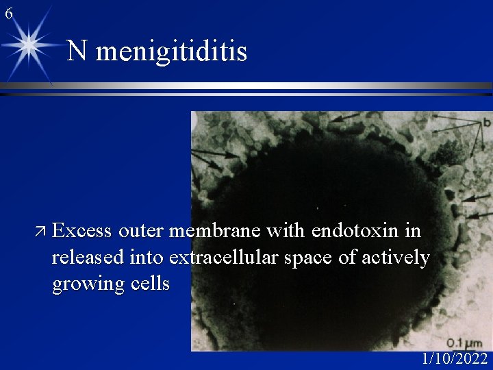 6 N menigitiditis ä Excess outer membrane with endotoxin in released into extracellular space 6 N menigitiditis ä Excess outer membrane with endotoxin in released into extracellular space