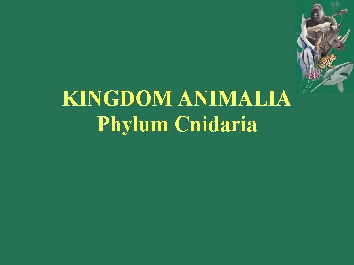 KINGDOM ANIMALIA Phylum Cnidaria 