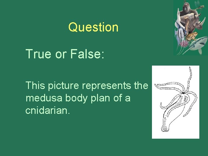 Question True or False: This picture represents the medusa body plan of a cnidarian.