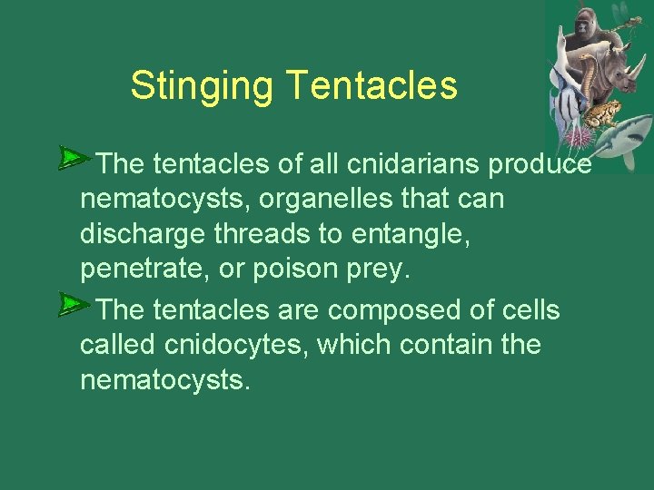 Stinging Tentacles The tentacles of all cnidarians produce nematocysts, organelles that can discharge threads