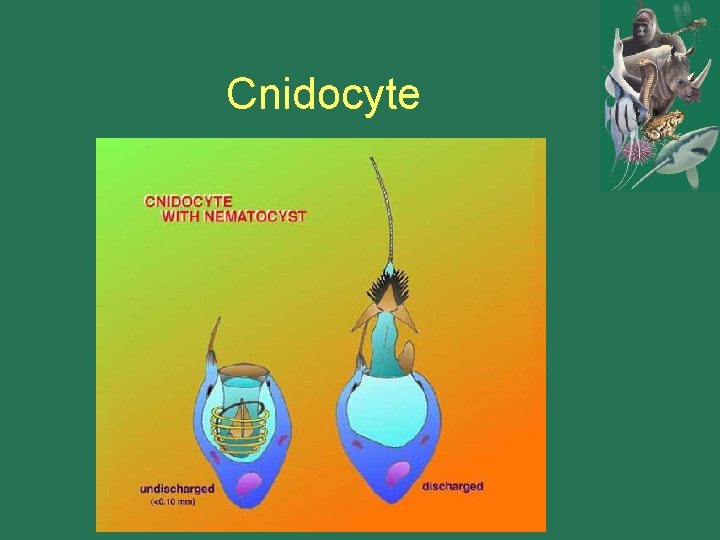 Cnidocyte 