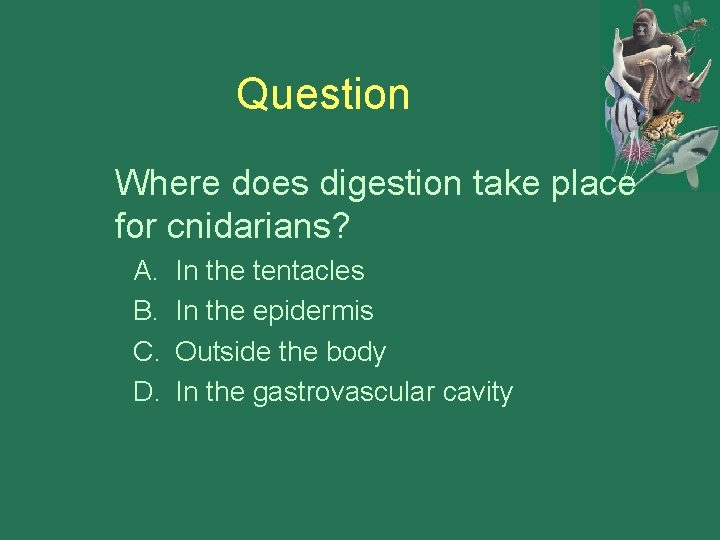 Question Where does digestion take place for cnidarians? A. B. C. D. In the