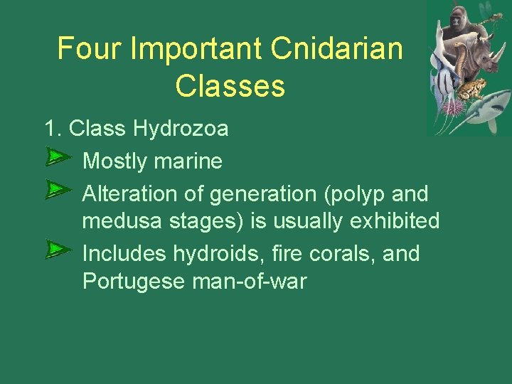Four Important Cnidarian Classes 1. Class Hydrozoa Mostly marine Alteration of generation (polyp and
