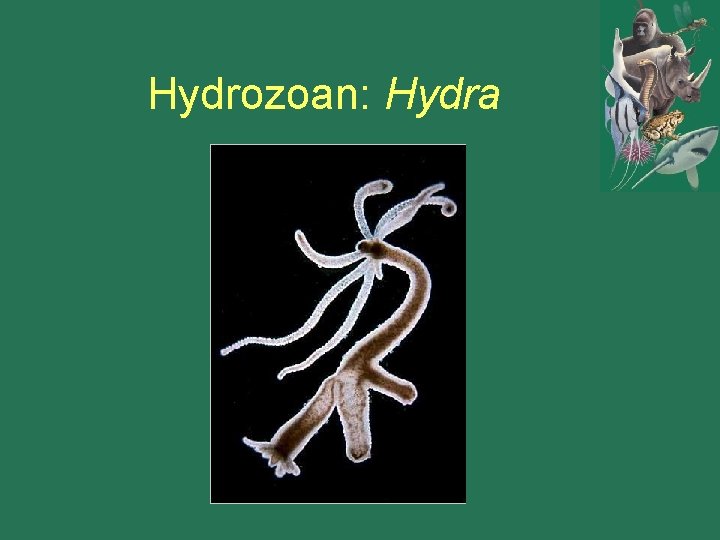 Hydrozoan: Hydra 