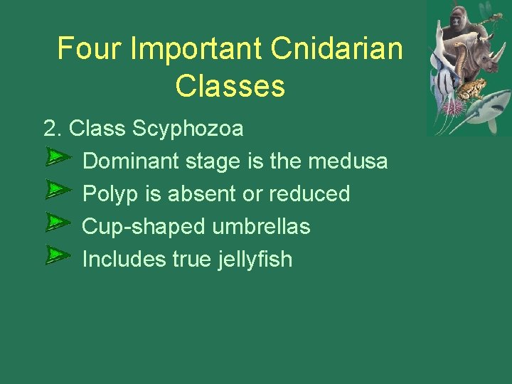 Four Important Cnidarian Classes 2. Class Scyphozoa Dominant stage is the medusa Polyp is