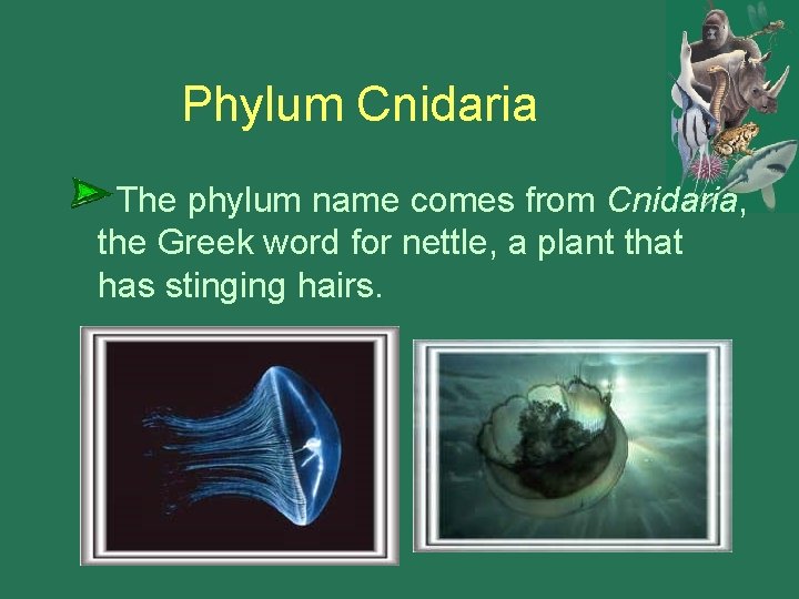 Phylum Cnidaria The phylum name comes from Cnidaria, the Greek word for nettle, a