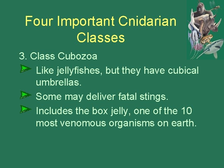 Four Important Cnidarian Classes 3. Class Cubozoa Like jellyfishes, but they have cubical umbrellas.