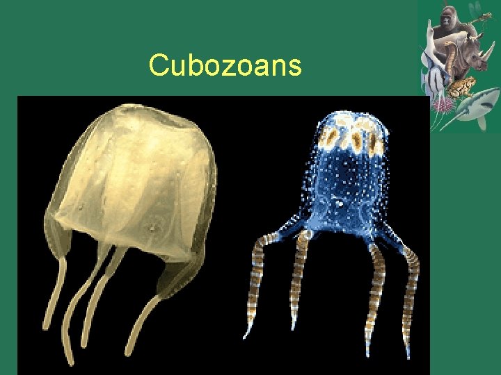 Cubozoans 
