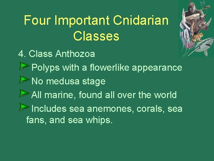 Four Important Cnidarian Classes 4. Class Anthozoa Polyps with a flowerlike appearance No medusa
