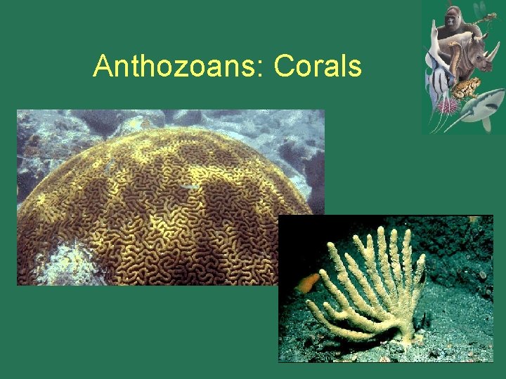 Anthozoans: Corals 