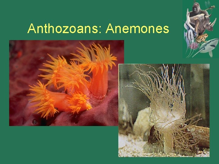 Anthozoans: Anemones 