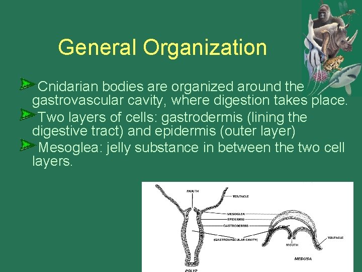 General Organization Cnidarian bodies are organized around the gastrovascular cavity, where digestion takes place.