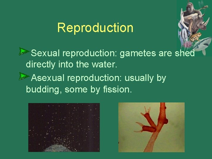 Reproduction Sexual reproduction: gametes are shed directly into the water. Asexual reproduction: usually by
