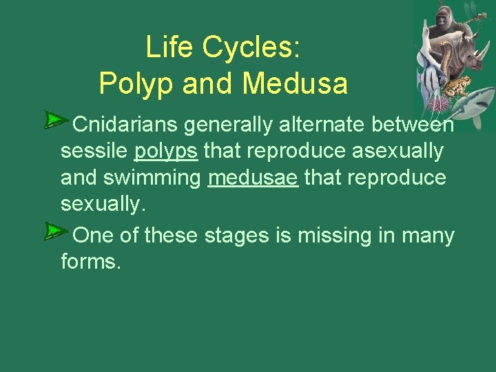 Life Cycles: Polyp and Medusa Cnidarians generally alternate between sessile polyps that reproduce asexually