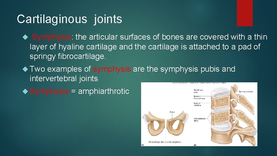 Cartilaginous joints Symphysis: the articular surfaces of bones are covered with a thin layer
