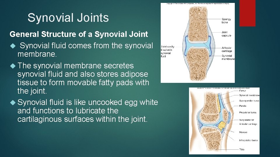 Synovial Joints General Structure of a Synovial Joint Synovial fluid comes from the synovial