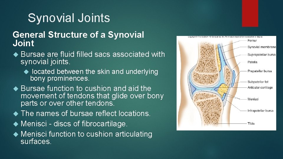 Synovial Joints General Structure of a Synovial Joint Bursae are fluid filled sacs associated