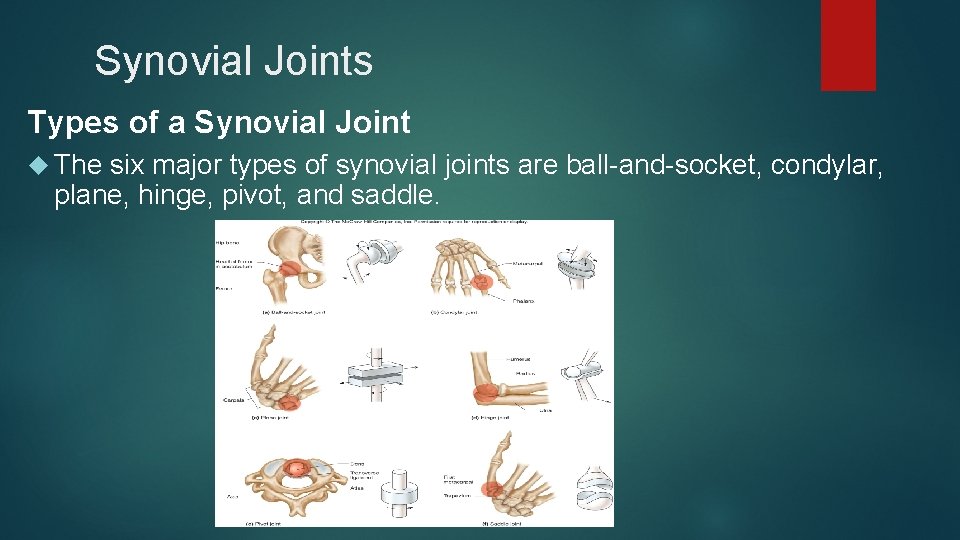 Synovial Joints Types of a Synovial Joint The six major types of synovial joints