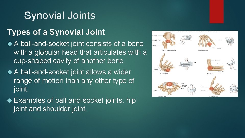 Synovial Joints Types of a Synovial Joint A ball-and-socket joint consists of a bone