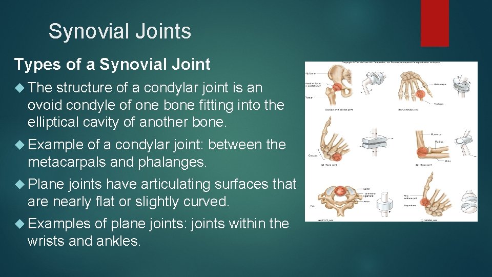 Synovial Joints Types of a Synovial Joint The structure of a condylar joint is