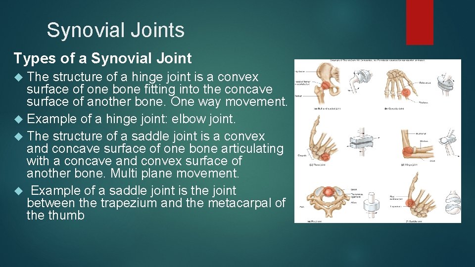 Synovial Joints Types of a Synovial Joint The structure of a hinge joint is