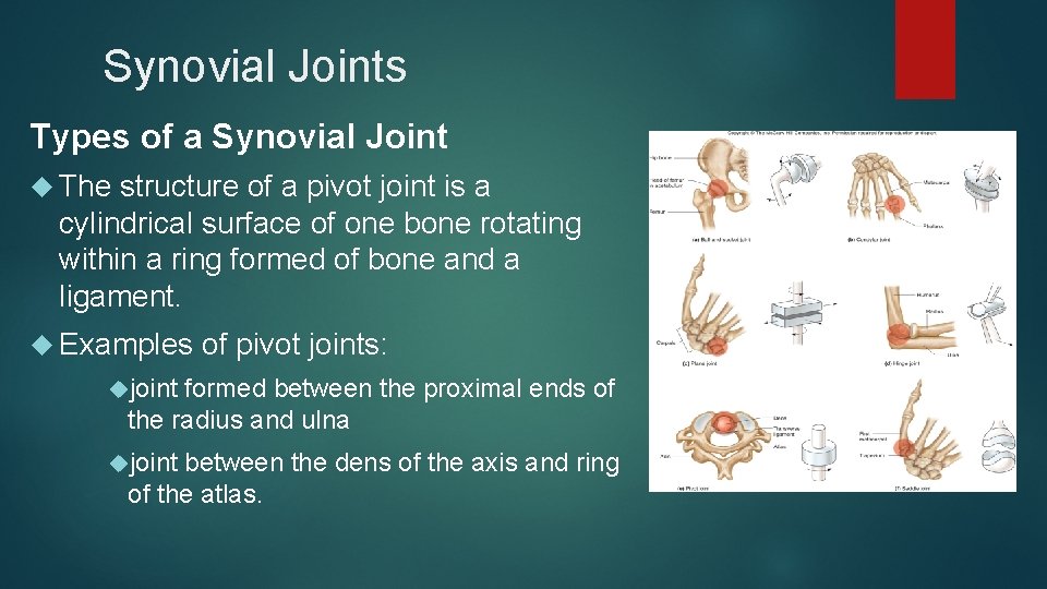 Synovial Joints Types of a Synovial Joint The structure of a pivot joint is