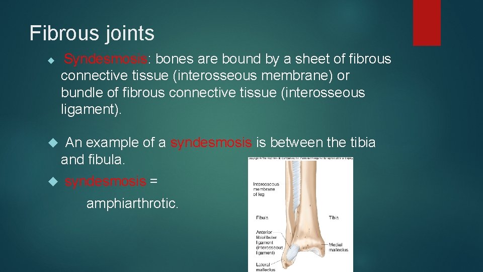 Fibrous joints Syndesmosis: bones are bound by a sheet of fibrous connective tissue (interosseous