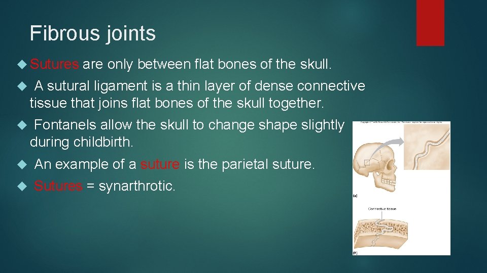 Fibrous joints Sutures are only between flat bones of the skull. A sutural ligament