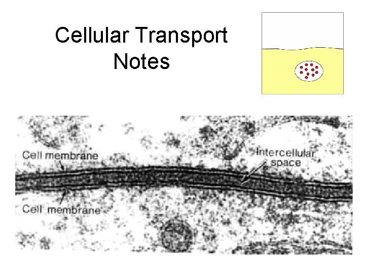 Cellular Transport Notes 