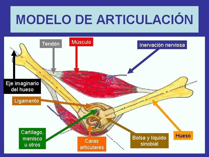 MODELO DE ARTICULACIÓN Tendón Músculo Inervación nerviosa Eje imaginario del hueso Ligamento Cartílago, menisco