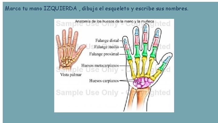 Marca tu mano IZQUIERDA , dibuja el esqueleto y escribe sus nombres. 