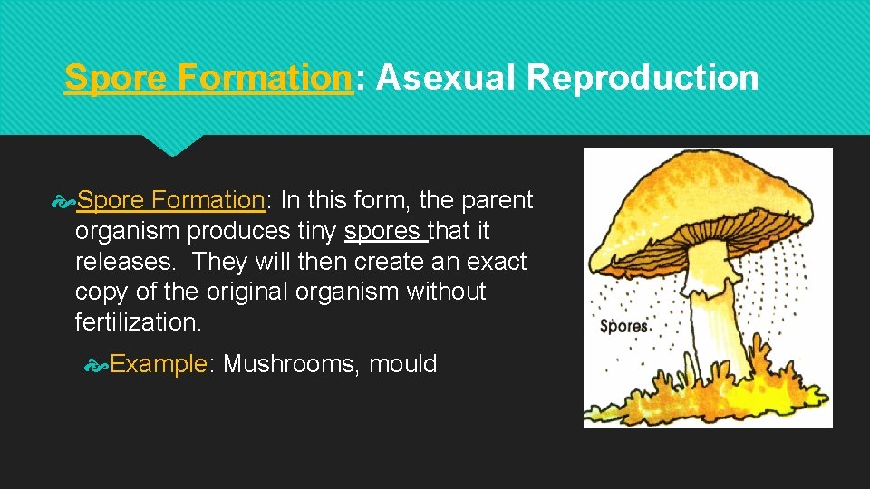 Spore Formation: Asexual Reproduction Spore Formation: In this form, the parent organism produces tiny