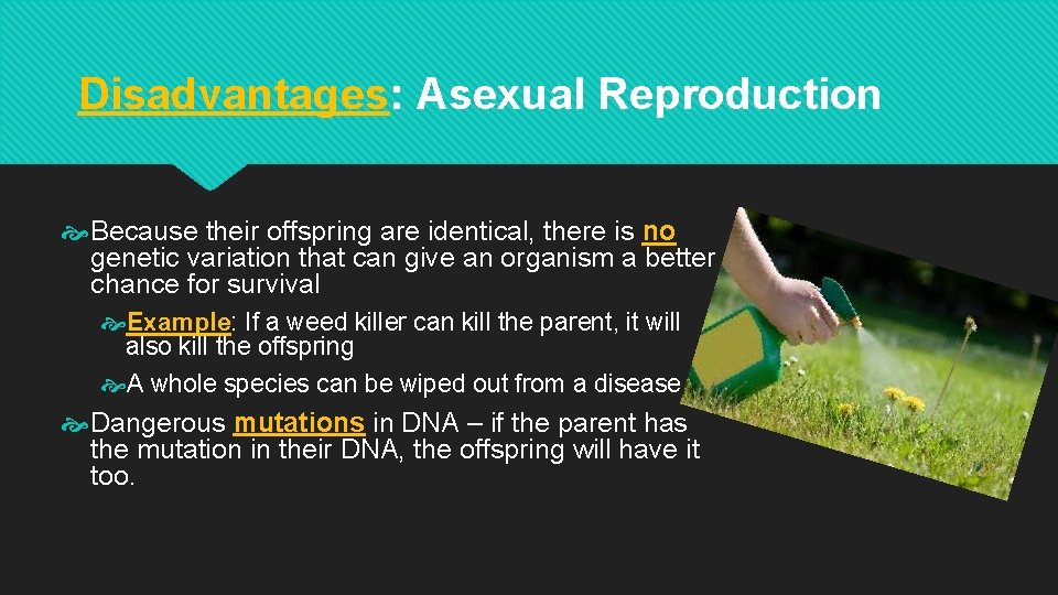 Disadvantages: Asexual Reproduction Because their offspring are identical, there is no genetic variation that