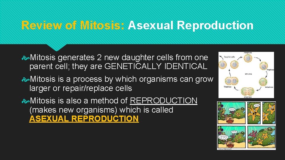 Review of Mitosis: Asexual Reproduction Mitosis generates 2 new daughter cells from one parent