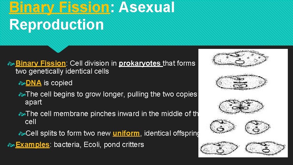 Binary Fission: Asexual Reproduction Binary Fission: Cell division in prokaryotes that forms two genetically