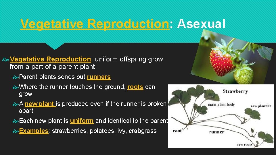 Vegetative Reproduction: Asexual Vegetative Reproduction: uniform offspring grow from a part of a parent