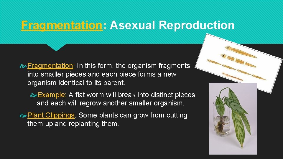 Fragmentation: Asexual Reproduction Fragmentation: In this form, the organism fragments into smaller pieces and