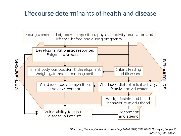 Lifecourse determinants of health and disease Young women’s diet, body composition, physical activity, education