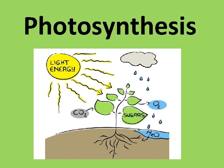 Photosynthesis 