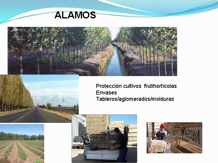 ALAMOS Protección cultivos frutihortícolas Envases Tableros/aglomerados/molduras 