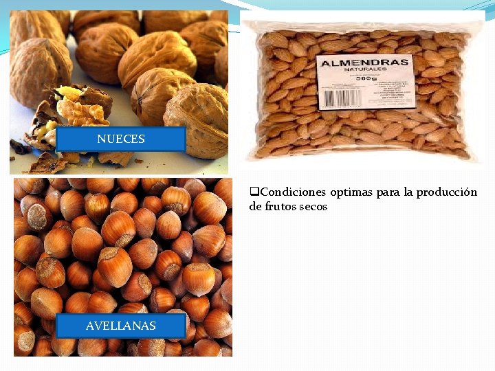 NUECES q. Condiciones optimas para la producción de frutos secos AVELLANAS 