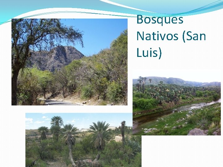 Bosques Nativos (San Luis) 