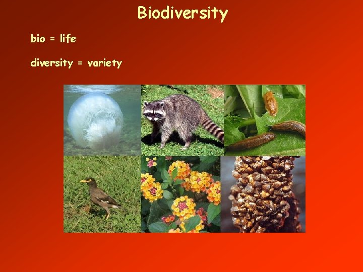 Biodiversity bio = life diversity = variety 